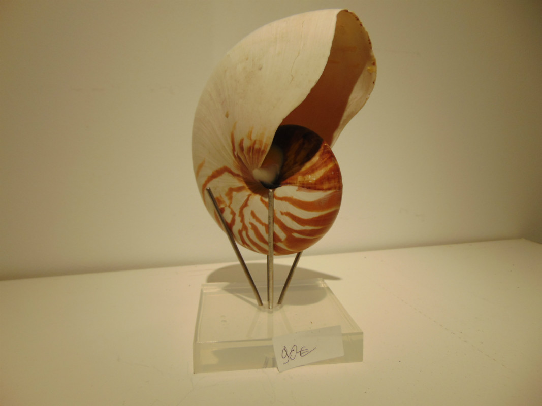 M 386 tanapo shelf on lucite